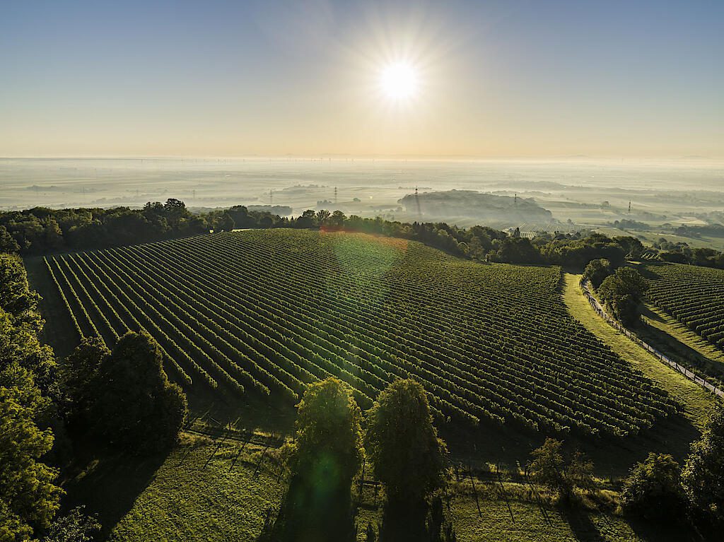 Weingut Christ Falkenberg