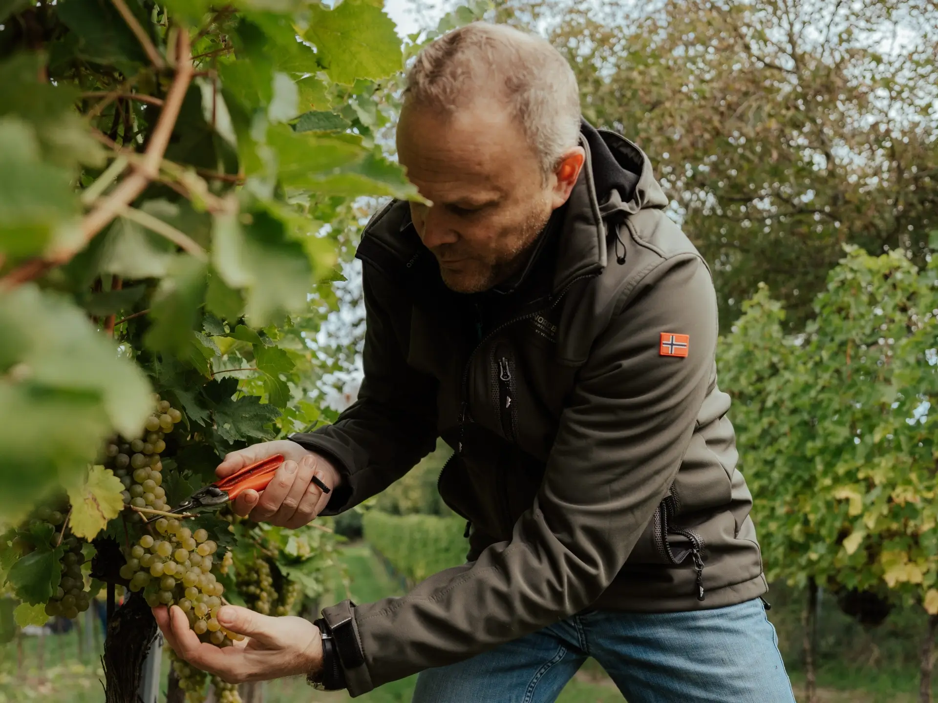 Weinlese im Weingut Christ Bester Heuriger in Wien