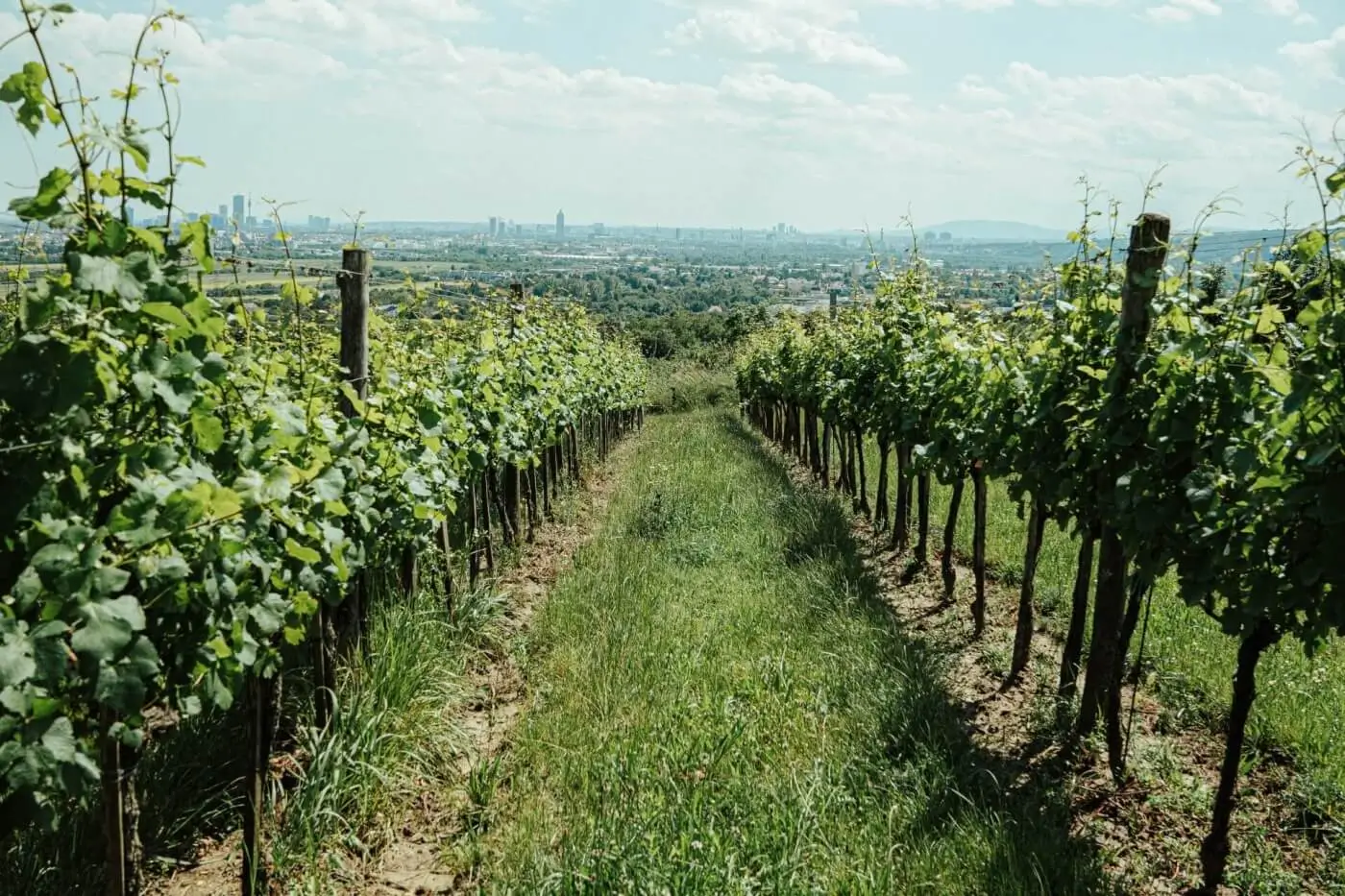 Wiener Gemischter Satz Weingarten Weingut Christ